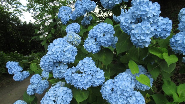 f:id:cafeee:20200916213241j:plain f:id:cafeee:20200916213241j:plain