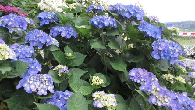 f:id:cafeee:20200918220525j:plain