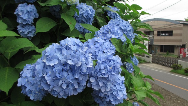 f:id:cafeee:20200918220828j:plain