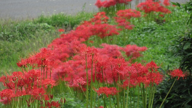 f:id:cafeee:20201102214507j:plain