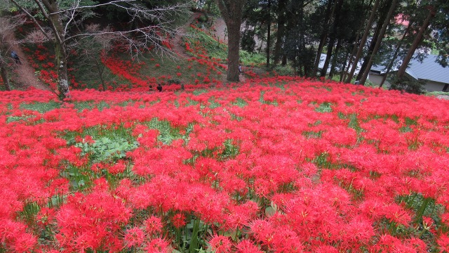 f:id:cafeee:20201103202421j:plain