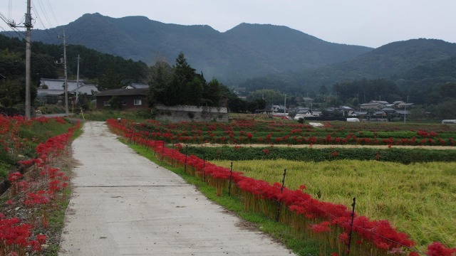 f:id:cafeee:20201105221009j:plain