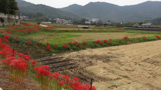 f:id:cafeee:20201105221120j:plain