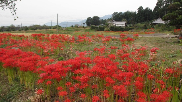 f:id:cafeee:20201105221151j:plain