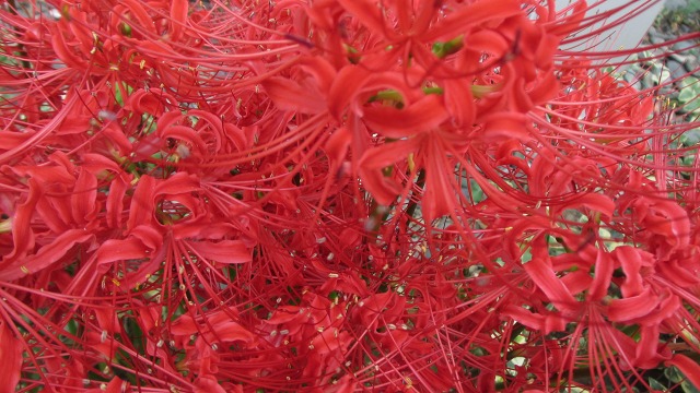 f:id:cafeee:20201105221212j:plain