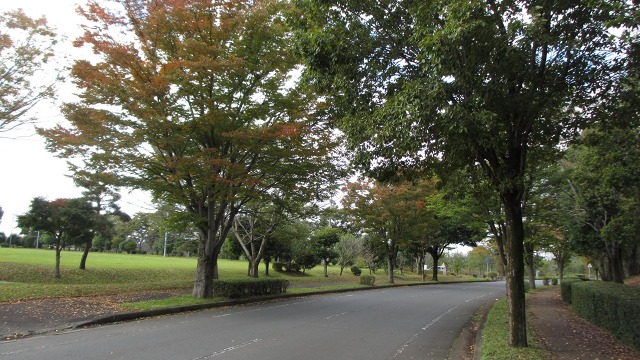 f:id:cafeee:20201115205610j:plain