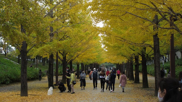 f:id:cafeee:20201118210652j:plain