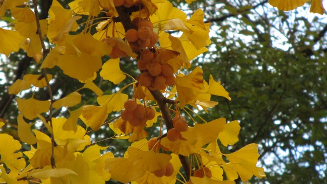 f:id:cafeee:20201118210719j:plain