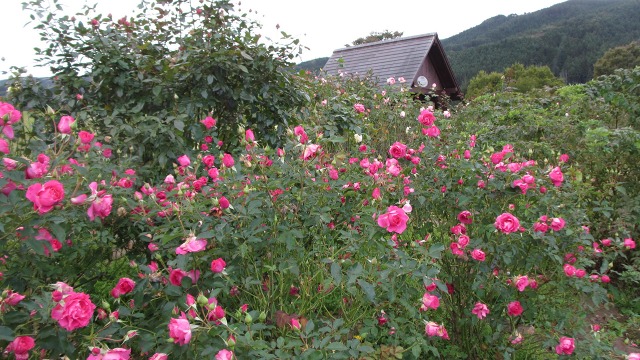 f:id:cafeee:20201118210740j:plain
