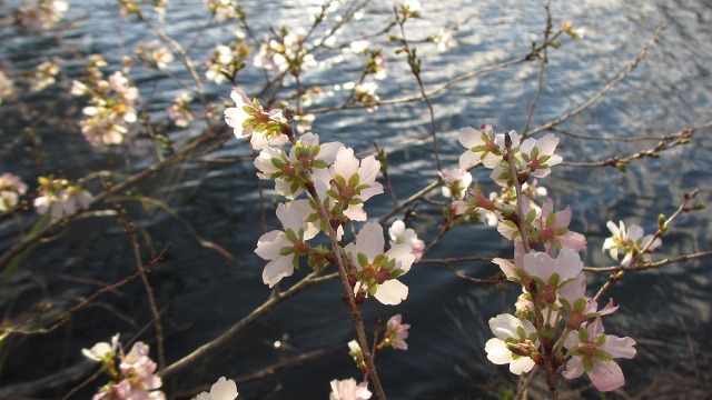 f:id:cafeee:20201122182953j:plain