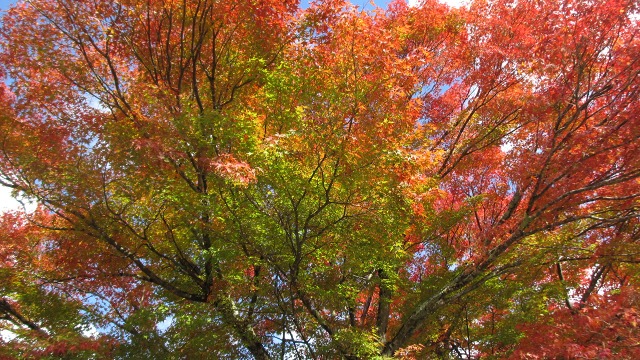 f:id:cafeee:20201126194300j:plain