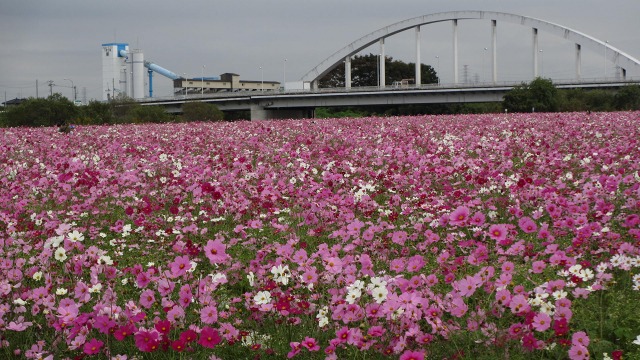 f:id:cafeee:20201130213103j:plain