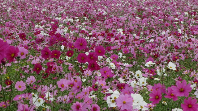 f:id:cafeee:20201130213215j:plain
