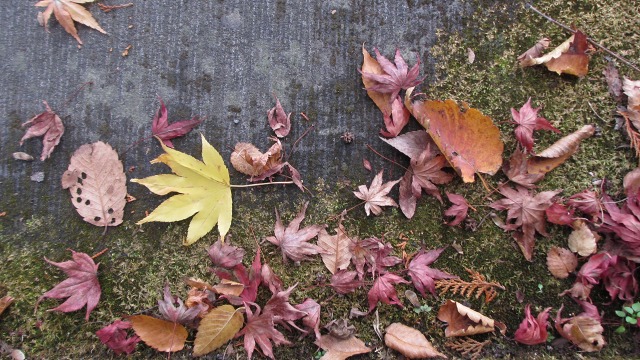f:id:cafeee:20201208203914j:plain