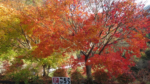 f:id:cafeee:20201231181656j:plain
