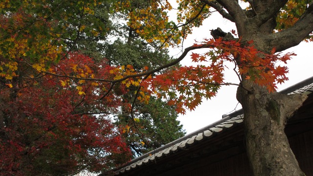 f:id:cafeee:20210119225257j:plain