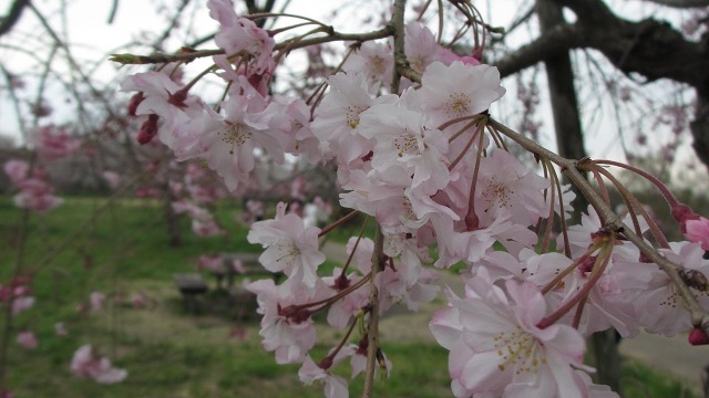 f:id:cafeee:20210508224957j:plain