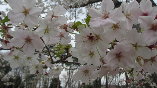 f:id:cafeee:20210508225052j:plain