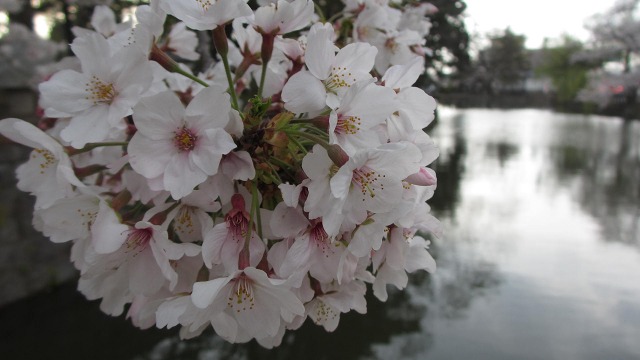 f:id:cafeee:20210510204850j:plain