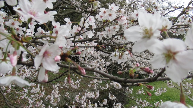 f:id:cafeee:20210515222015j:plain