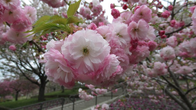 f:id:cafeee:20210701113530j:plain