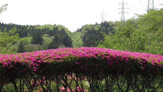 f:id:cafeee:20210703204531j:plain