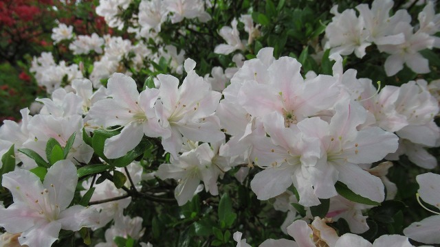 f:id:cafeee:20210717212825j:plain