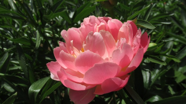 f:id:cafeee:20210719112423j:plain