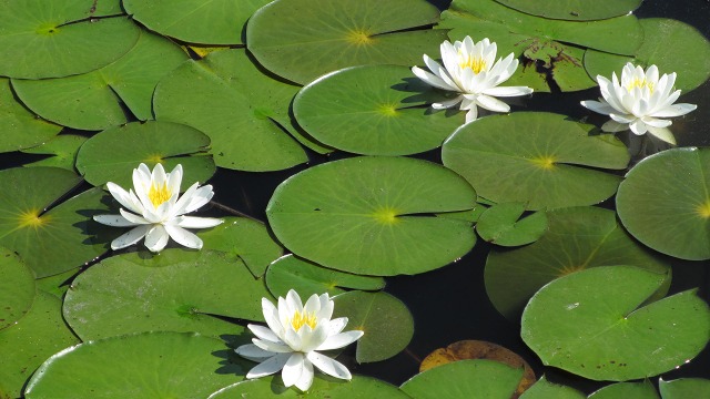 f:id:cafeee:20210902135107j:plain