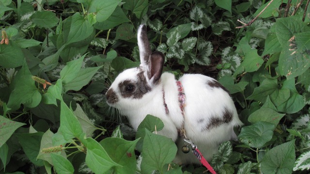 f:id:cafeee:20210912112153j:plain