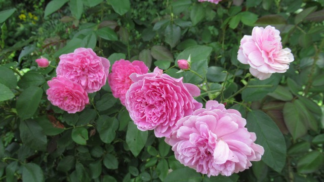 f:id:cafeee:20210912112209j:plain