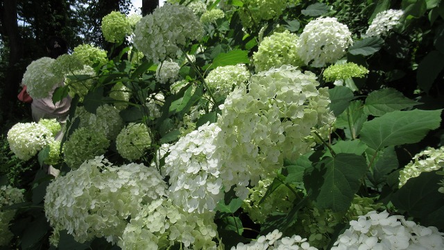 f:id:cafeee:20210912112351j:plain