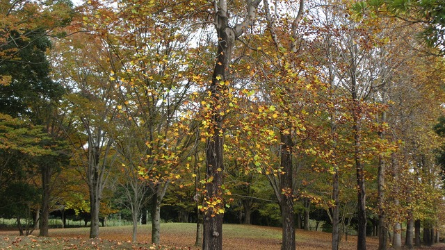 f:id:cafeee:20211215183356j:plain