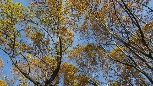 f:id:cafeee:20220101082011j:plain