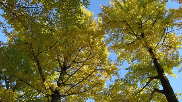 f:id:cafeee:20220104214923j:plain