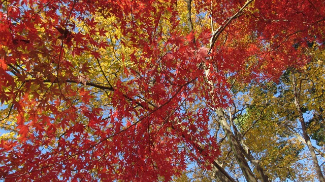 f:id:cafeee:20220107205001j:plain