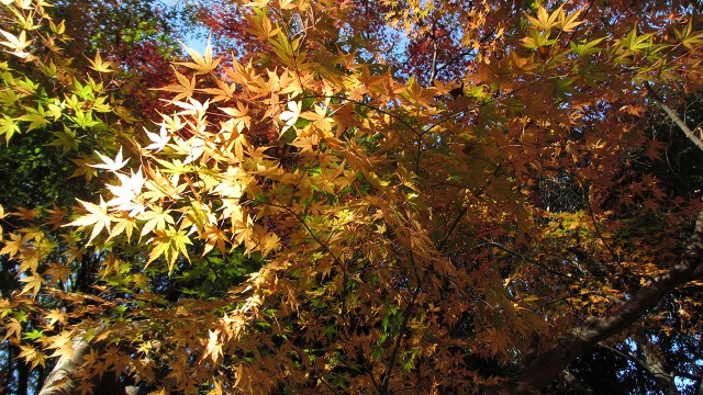 f:id:cafeee:20220107205013j:plain