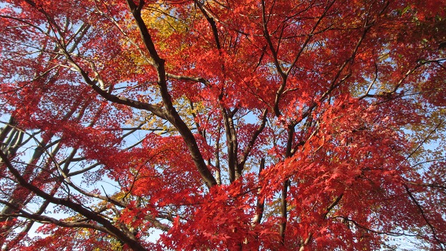 f:id:cafeee:20220107205116j:plain