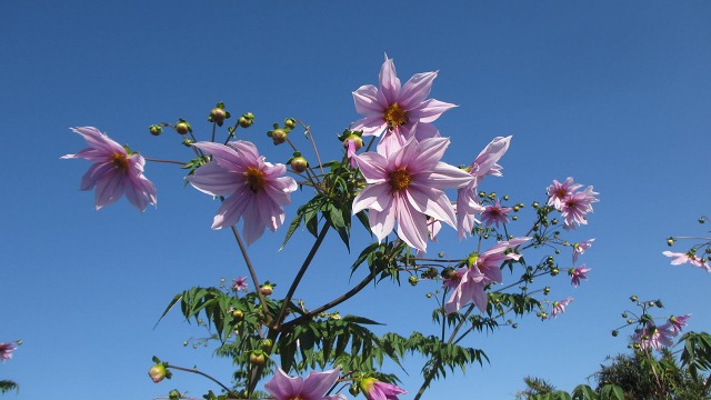 f:id:cafeee:20220107205148j:plain