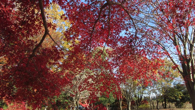 f:id:cafeee:20220107205230j:plain