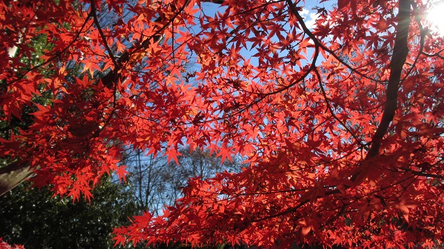 f:id:cafeee:20220107205242j:plain