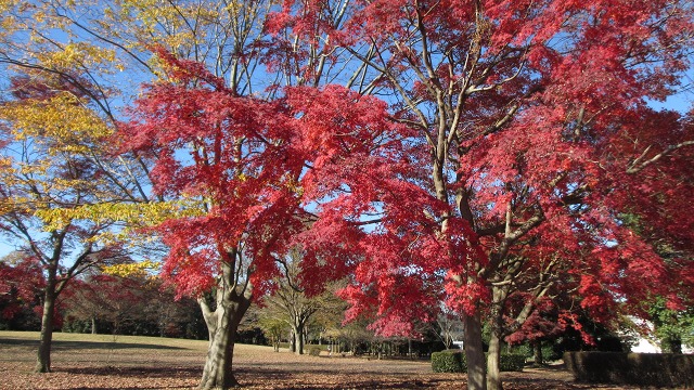 f:id:cafeee:20220107205308j:plain