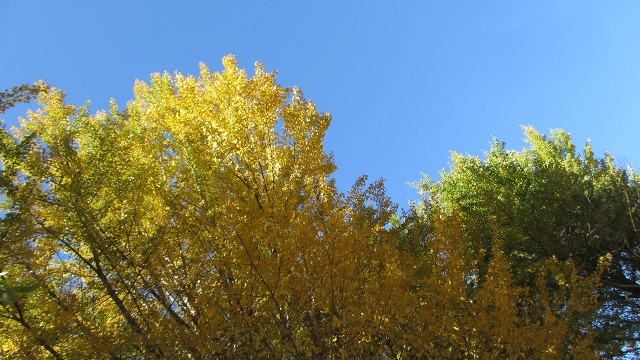 f:id:cafeee:20220107205322j:plain