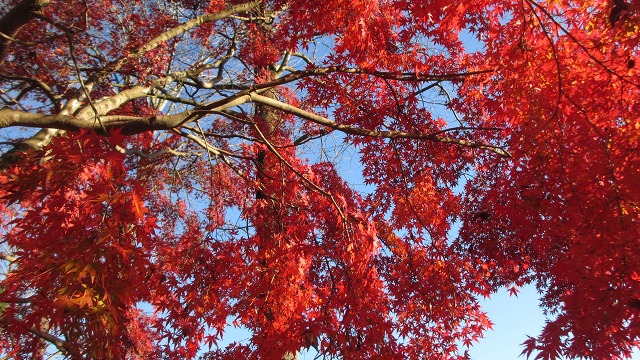 f:id:cafeee:20220107205336j:plain