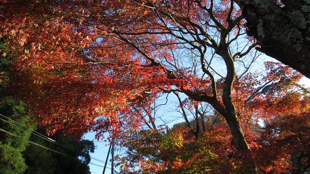 f:id:cafeee:20220112183226j:plain