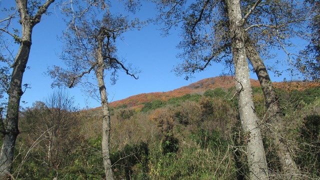 f:id:cafeee:20220118213820j:plain