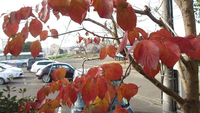 f:id:cafeee:20220120200031j:plain