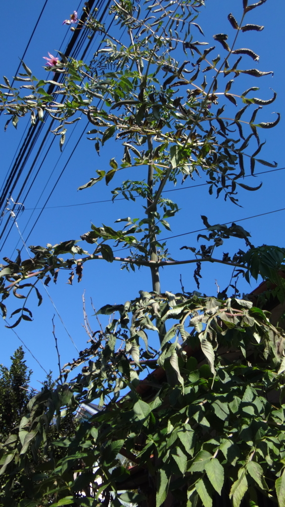 f:id:cafelegume:20171209182557j:plain f:id:cafelegume:20171209182557j:plain