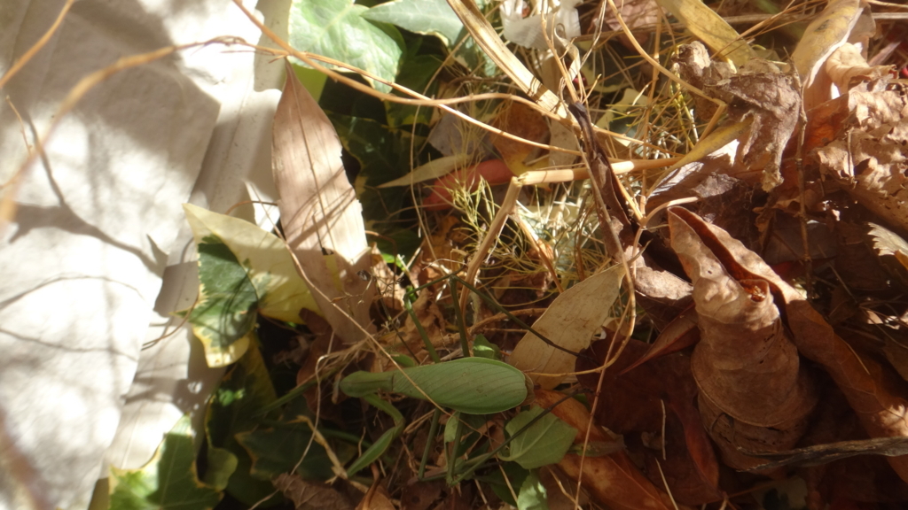 f:id:cafelegume:20171230005454j:plain f:id:cafelegume:20171230005454j:plain