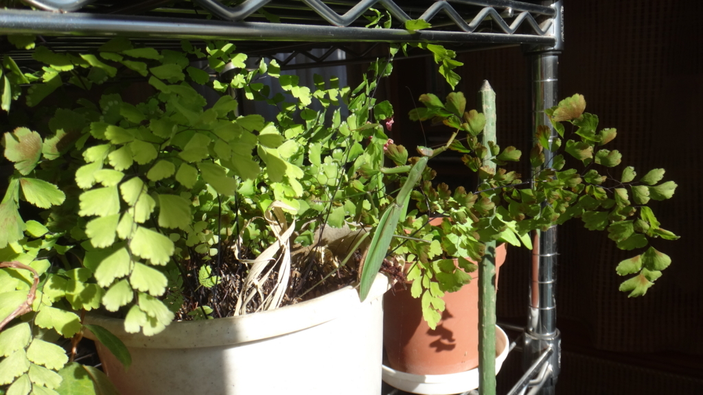 f:id:cafelegume:20171230010247j:plain f:id:cafelegume:20171230010247j:plain